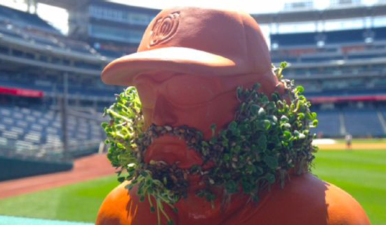 Jayson Werth Chia Pet SGA park