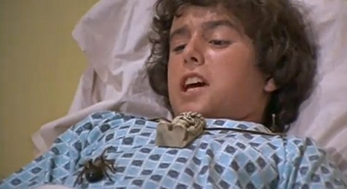 Peter Brady tarantula