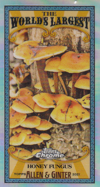2021 Topps Allen and Ginter Chrome Baseball "Mini Worlds Largest" Insert Cards - Bild 30 von 35