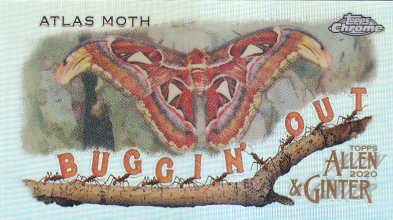 2020 Allen and Ginter Chrome (Topps) Baseball "Buggin Out" Mini Insert Cards - Bild 12 von 35
