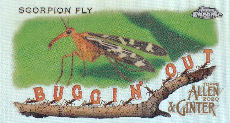 2020 Allen and Ginter Chrome (Topps) Baseball "Buggin Out" Mini Insert Cards - Bild 16 von 35