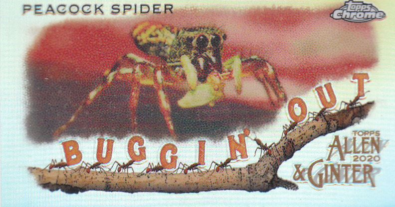2020 Allen and Ginter Chrome (Topps) Baseball "Buggin Out" Mini Insert Cards - Bild 18 von 35