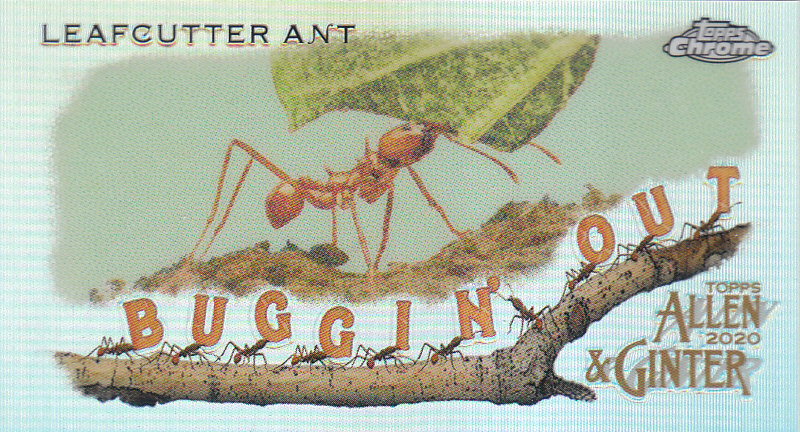 2020 Allen and Ginter Chrome (Topps) Baseball "Buggin Out" Mini Insert Cards - Bild 20 von 35